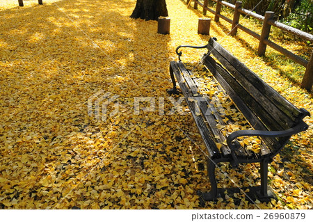 November Ginkgo biloba of fallen leaves 09 Hachioji City November Ginkgo biloba of fallen leaves 09 Hachioji City 26960879