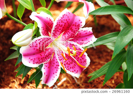 Lily Flower Lily Flower 26961160