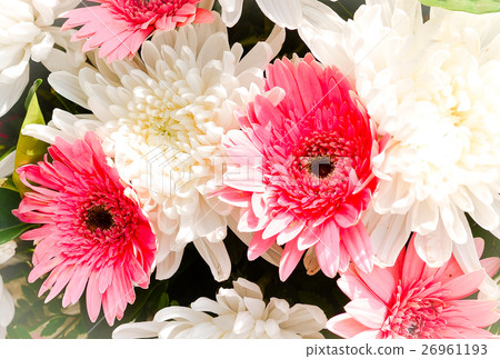 Pink and white Flowers Pink and white Flowers 26961193