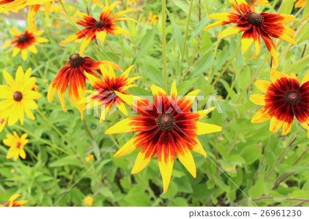 Rudobekia Rudobekia 26961230