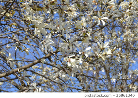 Magnolia's white flowers (Koganei Park / Kodaira-shi, Tokyo) 26961340