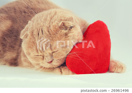 cat sleeping on red heart-shaped pillow 26961496