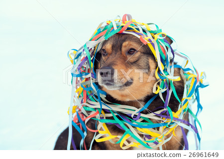 Portrait of a dog entangled in colorful serpentine 26961649