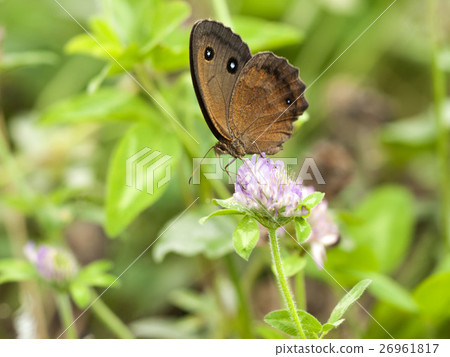 Janome butterfly Janome butterfly 26961817