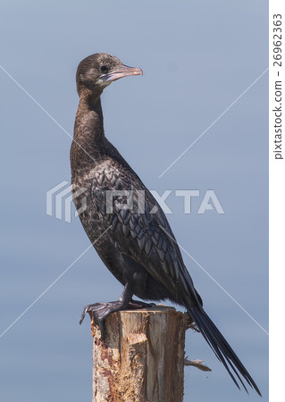 Cormorant 26962363