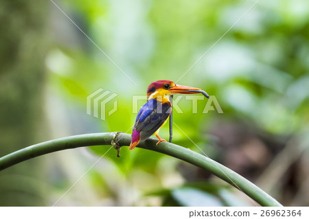 Black backed Kingfisher Black backed Kingfisher 26962364