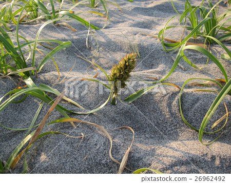 Seaside plants · koumboumgi Seaside plants · koumboumgi 26962492
