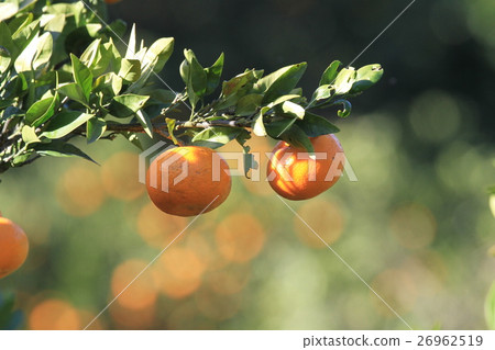 [Shizuoka] Harvesting, mandarin oranges 26962519