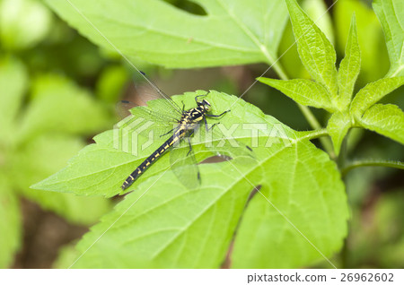 Dragonfly Dragonfly 26962602