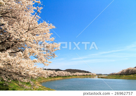 Sakura Akira Senbonzakura的第一排 Sakura Akira Senbonzakura的第一排 26962757