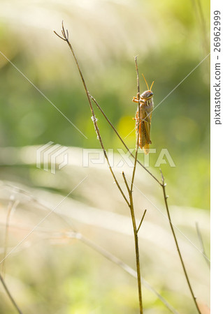 巴坦加粳稻 26962999