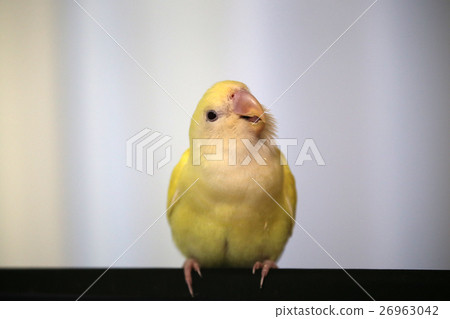 A bird A bird 26963042