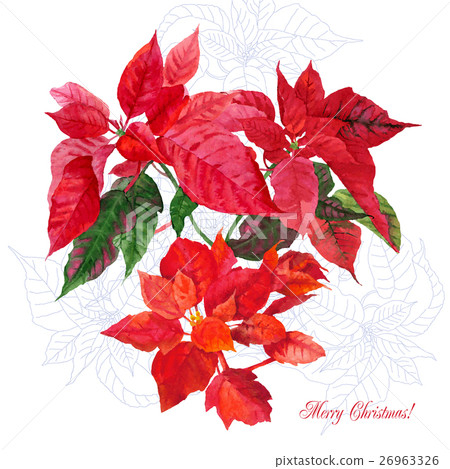 Background  with bouquet of poinsettia 26963326