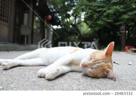 Cats in sleep (Kyoto) 26963332