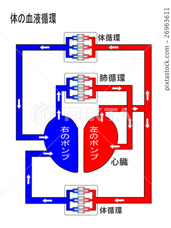 Blood circulation in the human body / work of the heart Blood circulation in the human body / work of the heart 26963611