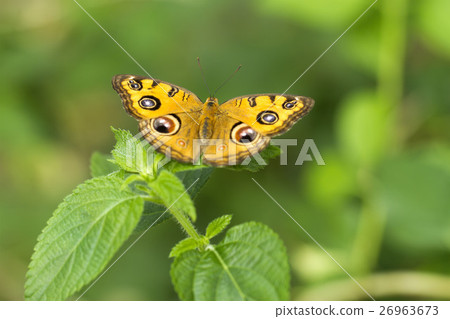 Tatehamodoki 26963673