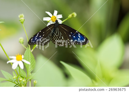 Tsumura Maki Madara 26963675