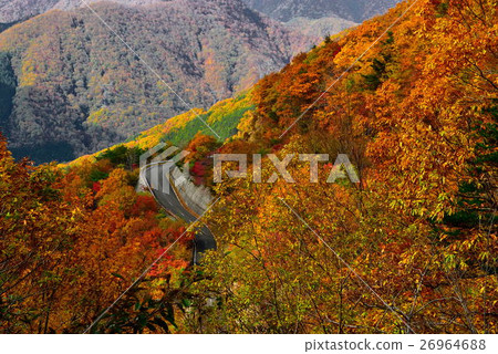 Autumn leaves 26964688