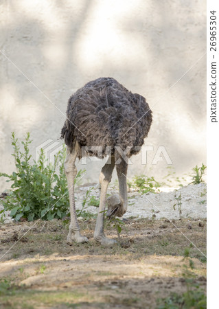 Image of an ostrich on nature background. 26965304