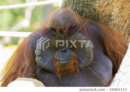 Image of a big male orangutan orange monkey. 26965313