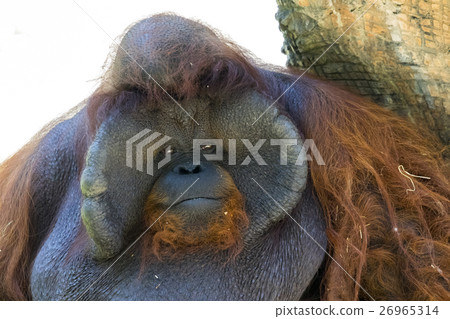 Image of a big male orangutan orange monkey. 26965314