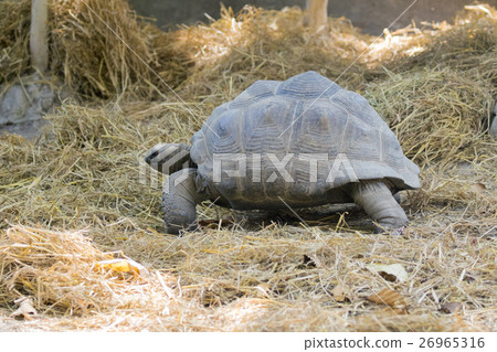 Image of a turtle (Geochelone sulcata) 26965316