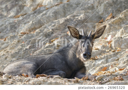 Image of chamois on the rocks. Wild Animals. Image of chamois on the rocks. Wild Animals. 26965320