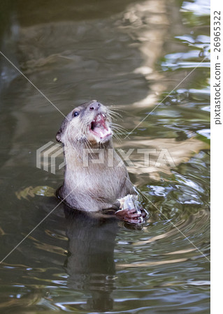 Image of an otters feeding on the water. 26965322