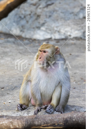 Image of monkey sitting on nature background. 26965324