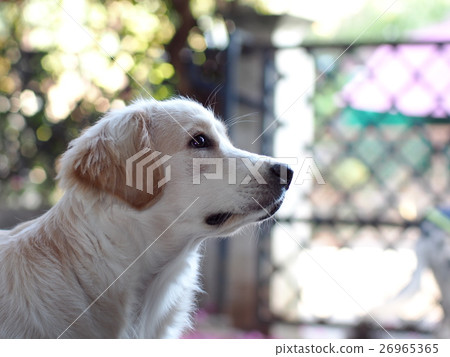 lovely funny white cute fat compact size young dog lovely funny white cute fat compact size young dog 26965365