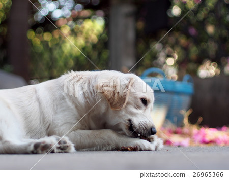 lovely funny white cute fat compact size young dog lovely funny white cute fat compact size young dog 26965366