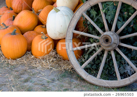 Ripe autumn pumpkins on the farm Ripe autumn pumpkins on the farm 26965503