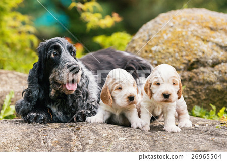 purebred English Cocker Spaniel with puppy 26965504