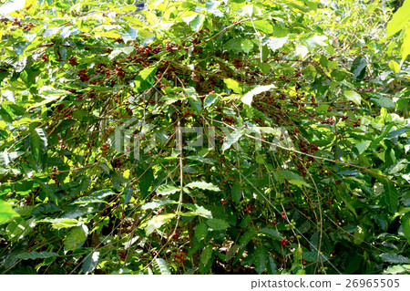 raw coffe plant in agricultural farm raw coffe plant in agricultural farm 26965505
