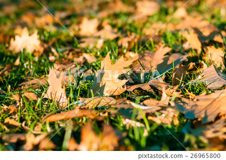Autumn leaf litter for background Autumn leaf litter for background 26965800