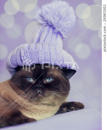 cat wearing a knitted cap with pompom 26965801