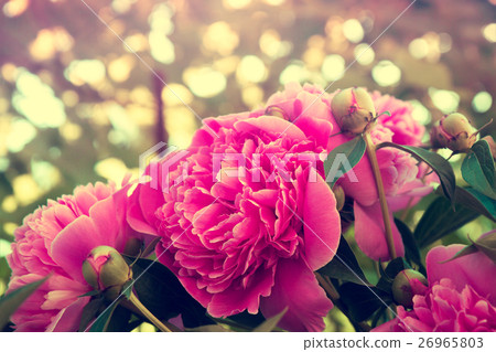 Red vintage blooming peony garden Red vintage blooming peony garden 26965803