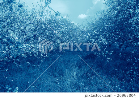Blue colored blossoming orchard. 26965804