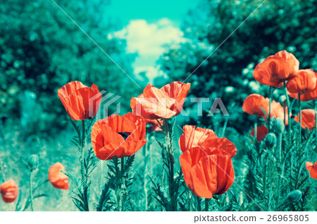 Magical green vintage poppies field Magical green vintage poppies field 26965805