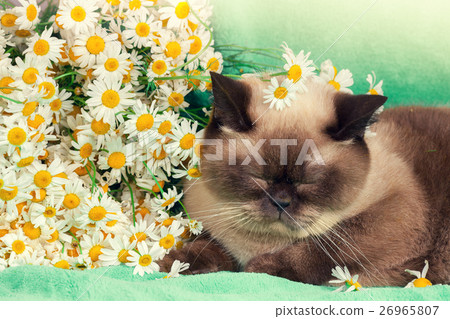 Portrait of dreaming cat with chamomile flowers Portrait of dreaming cat with chamomile flowers 26965807