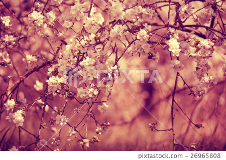 Red vintage blossoming orchard Red vintage blossoming orchard 26965808