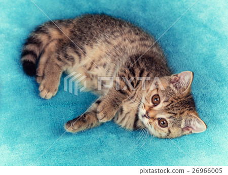 Cute little kitten lying the soft fir blue blanket 26966005
