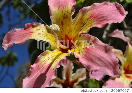 flower Chorisia speciosa 26967667
