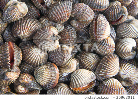 Scallop seafood delicacies such as cockles Scallop seafood delicacies such as cockles 26968011