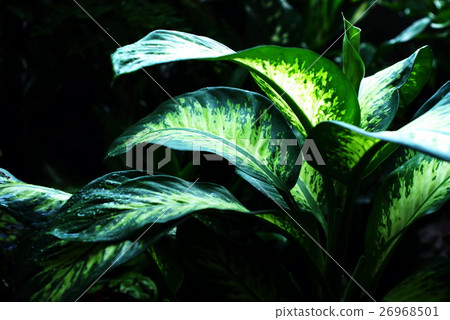 Snow drop(dieffenbachia) is a pretty indoor plant Snow drop(dieffenbachia) is a pretty indoor plant 26968501
