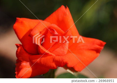 Rose Fushimi Rose Fushimi 26968951
