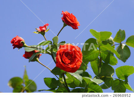 Rose terra cotta Rose terra cotta 26968952