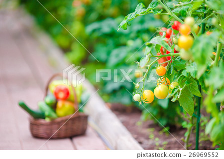 Closeup basket of greenery and vagetables in the 26969552
