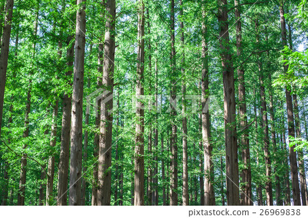 水杉森林 26969838