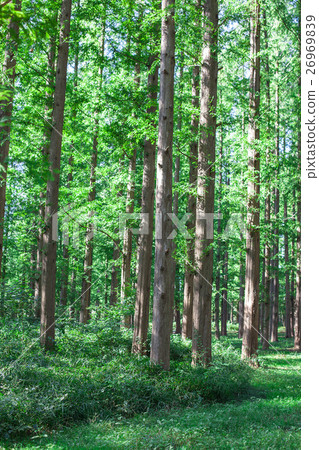 水杉森林 26969839